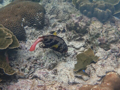 Chlorurus capistratoides