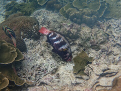 Chlorurus capistratoides