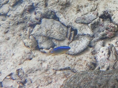 Chrysiptera unimaculata