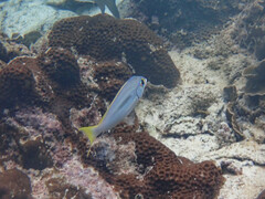 Scolopsis monogramma