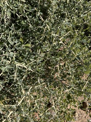 Ceanothus leucodermis