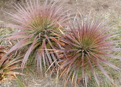 Puya clava-herculis