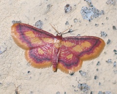 Idaea muricata