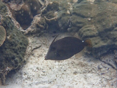 Cantherhines pardalis