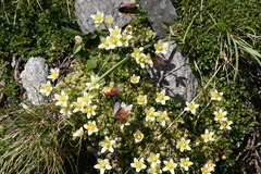 Saxifraga bryoides