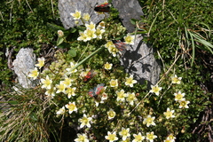 Saxifraga bryoides