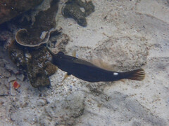 Cantherhines pardalis