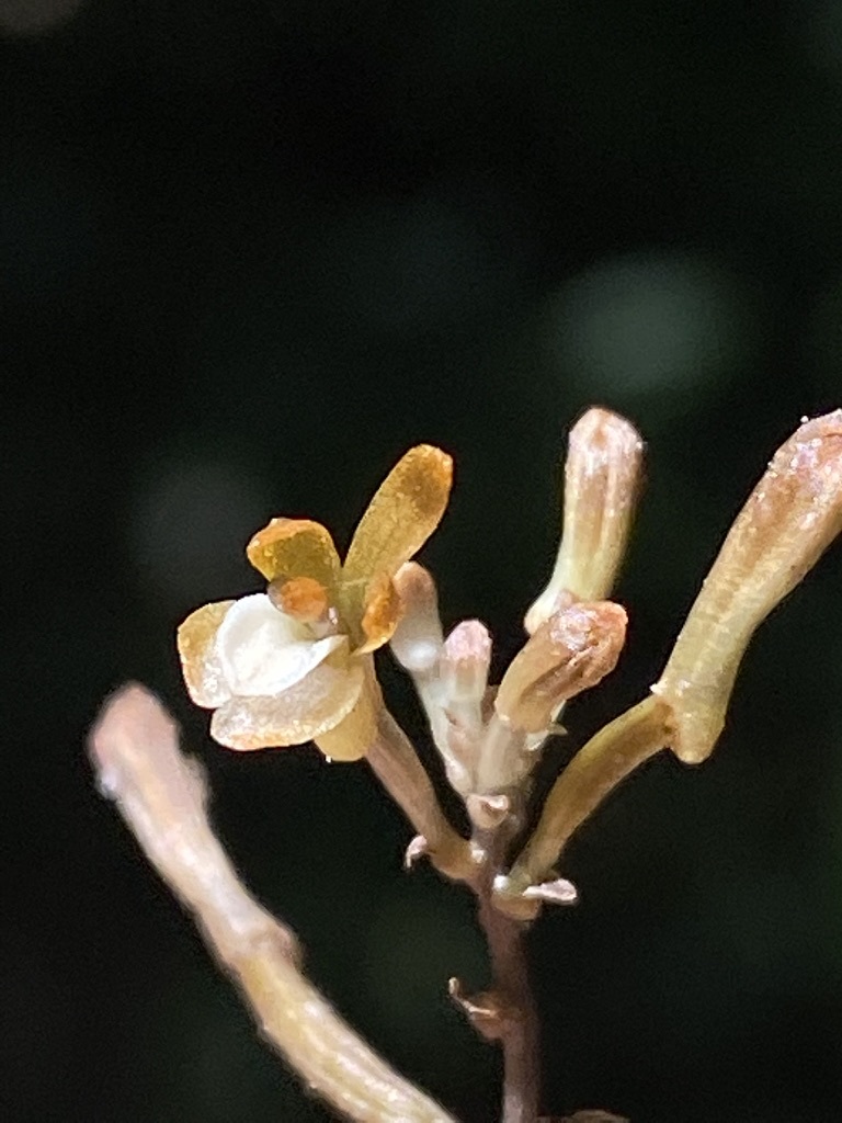 Auxopus