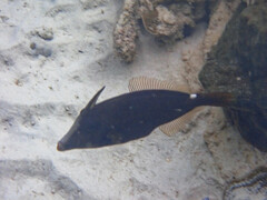 Cantherhines pardalis