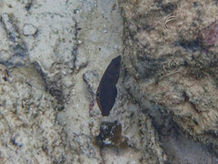 Halichoeres marginatus