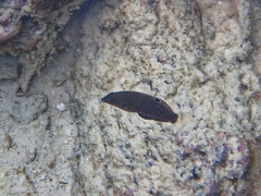 Halichoeres marginatus