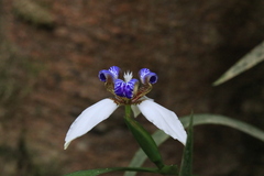 Trimezia gracilis