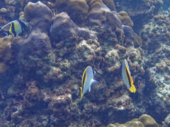 Chaetodon lineolatus