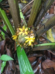 Molineria capitulata