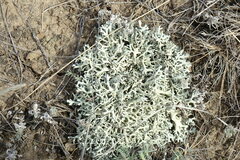 Xanthoparmelia camtschadalis