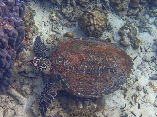 Hawksbill Sea Turtle — seen at this dive site