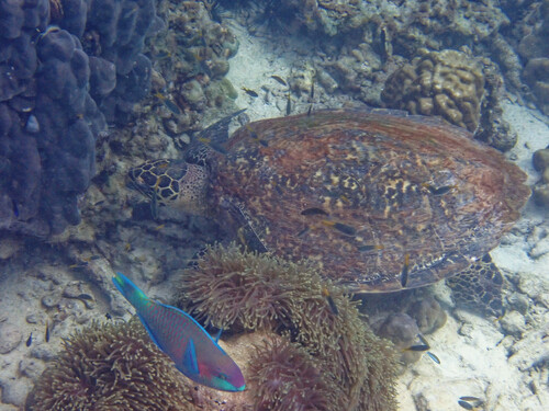 Hawksbill Sea Turtle (Eretmochelys imbricata)
