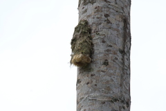 Panyptila cayennensis