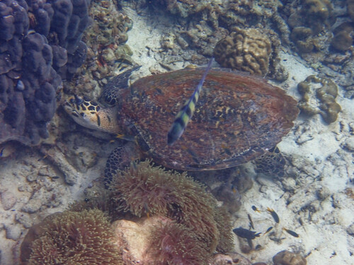 Hawksbill Sea Turtle (Eretmochelys imbricata)
