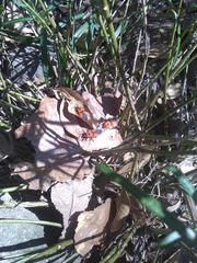 Oncopeltus varicolor