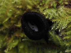 Pseudoplectania nigrella