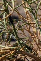 Ericameria paniculata