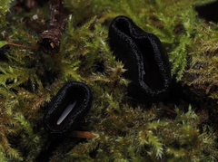 Pseudoplectania nigrella