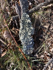 Parmotrema hypotropum