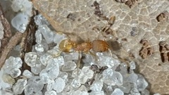 Pheidole bilimeki