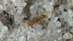 Pheidole bilimeki