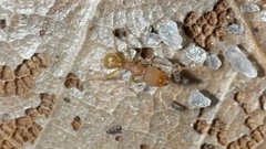 Pheidole bilimeki