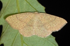 Cyclophora ruficiliaria
