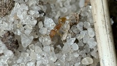 Pheidole bilimeki