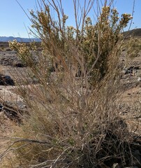 Ericameria paniculata