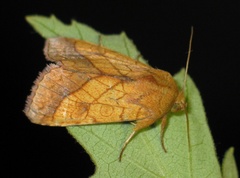 Pyrrhia umbra