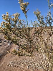 Ericameria paniculata