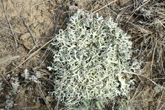 Xanthoparmelia camtschadalis