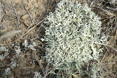 Xanthoparmelia camtschadalis