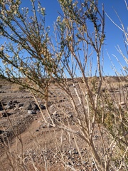 Ericameria paniculata