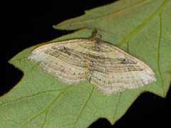 Costaconvexa polygrammata