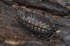 Porcellio monticola