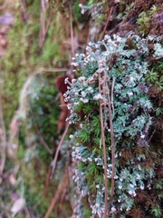 Cladonia peziziformis