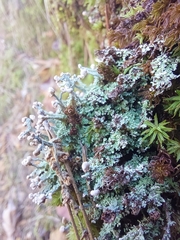 Cladonia peziziformis