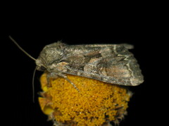 Lacanobia contigua