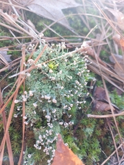 Cladonia peziziformis
