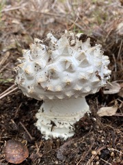Amanita magniverrucata