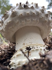Amanita magniverrucata