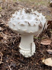 Amanita magniverrucata