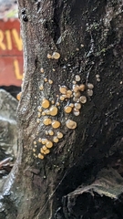 Dacrymyces stillatus