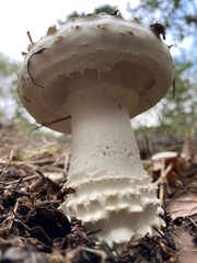 Amanita magniverrucata